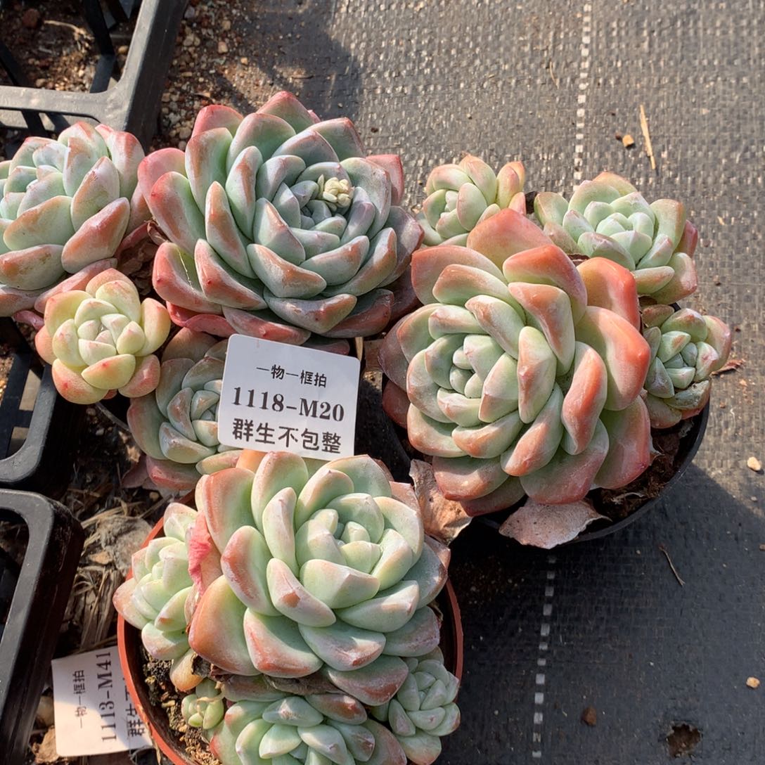 一物一框拍 1118-M20 群生不包整3颗