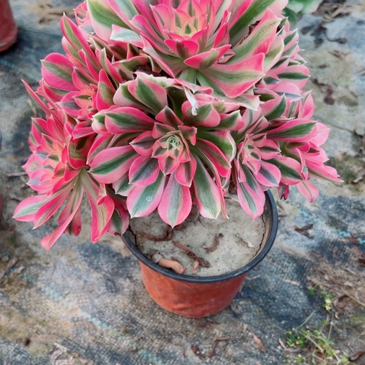 805女巫多肉植物的