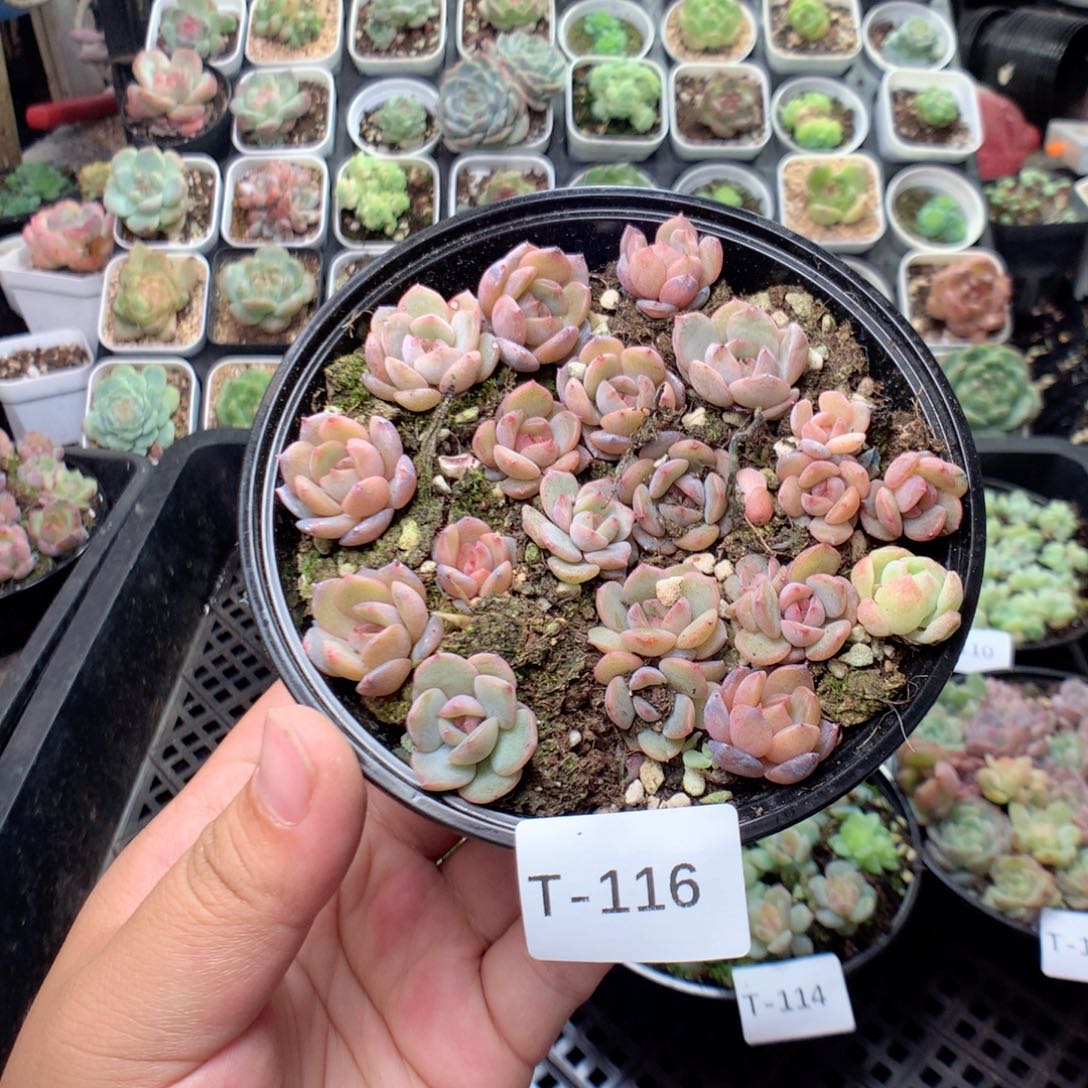无花朵T116英语英语
