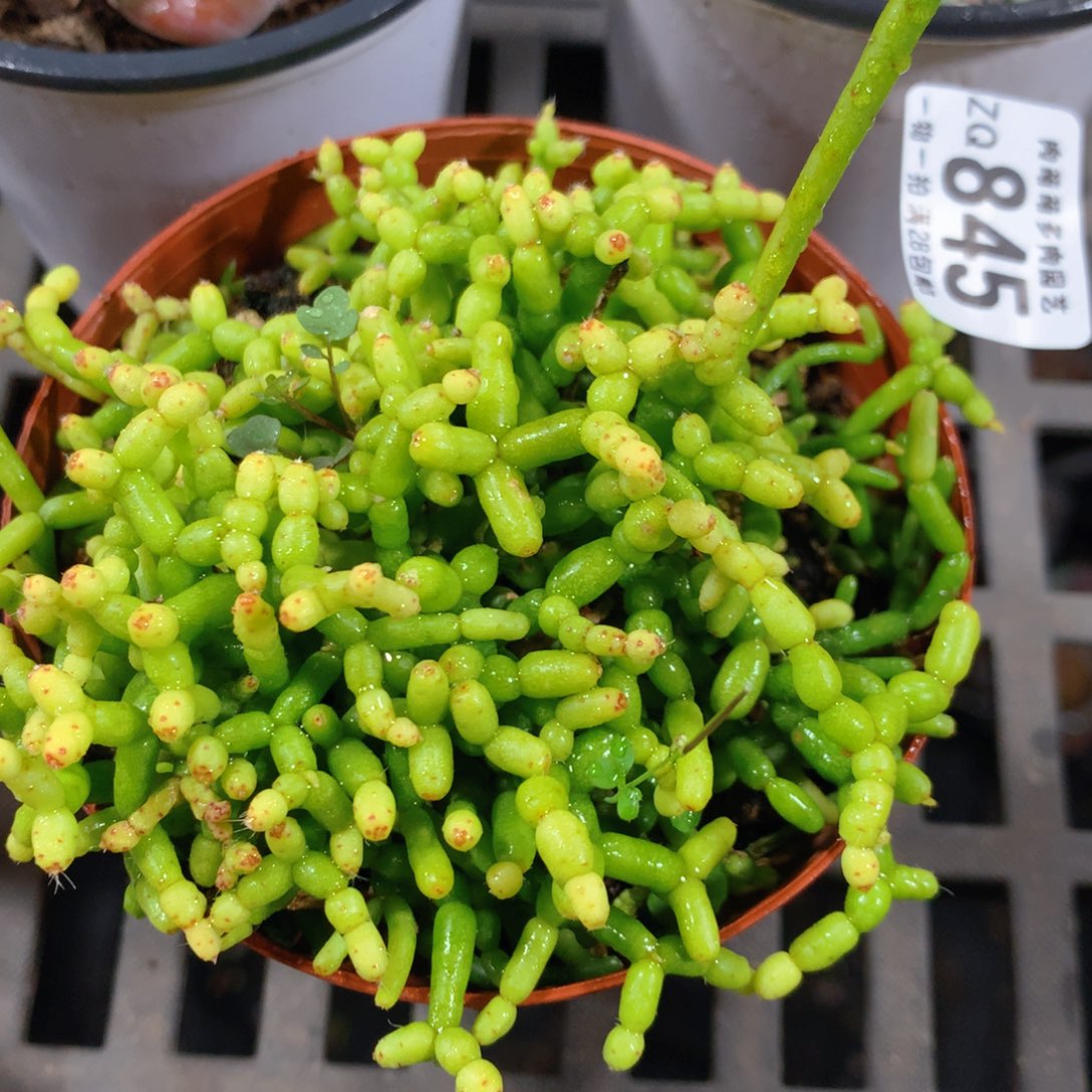 5CM拇指盆精控多肉ZQ845