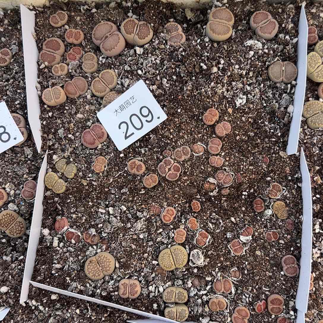 一物一拍。           209