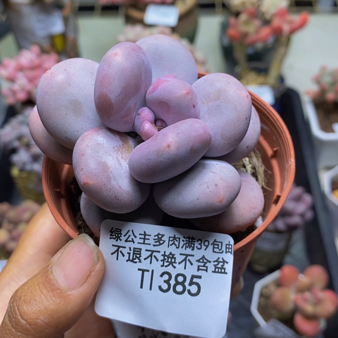 385大叶奶多肉6c m