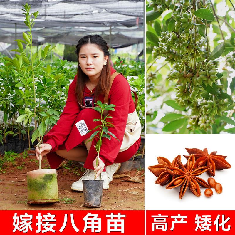 八角苗嫁接八角树苗广西大红色八角矮化高产罗马八角苗茴香大料树