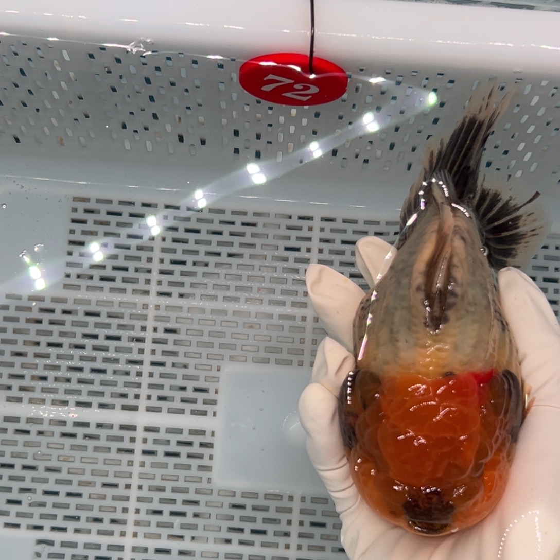 吴***忧海水鱼包邮时要先看下自己喜欢