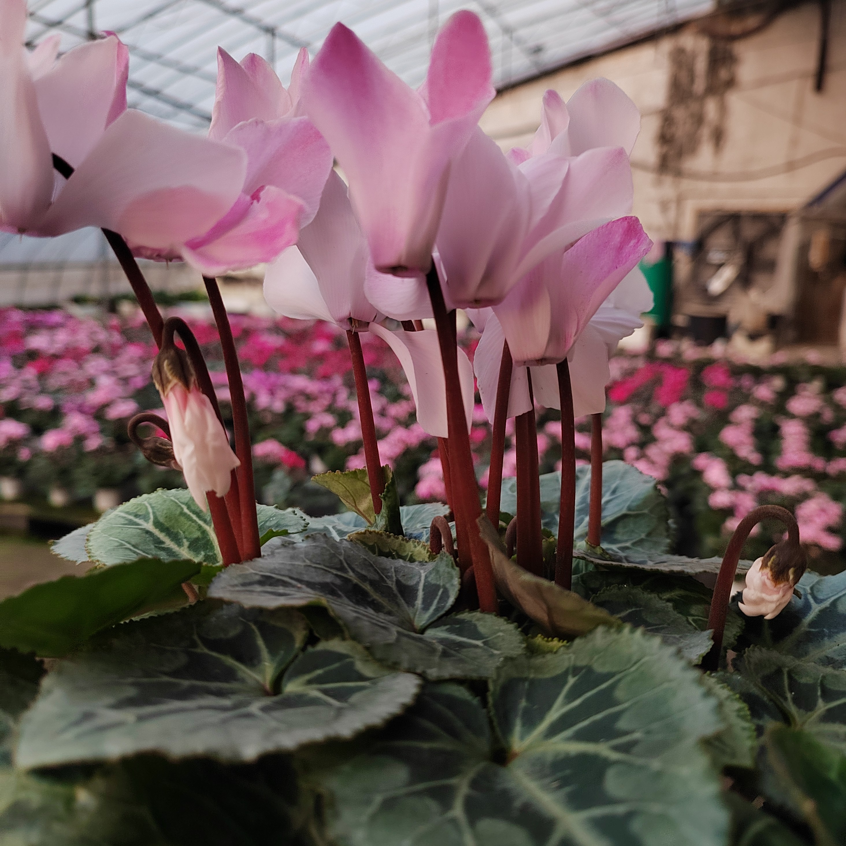 福利款12号稀有品种带香味变色龙浅粉色腮云，13厘米盆径四季好养