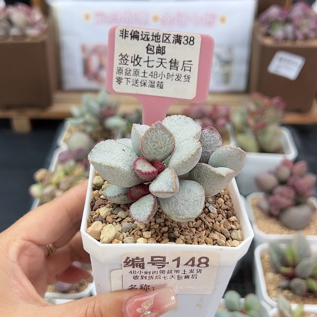 900号磨砂蛋148多肉植物