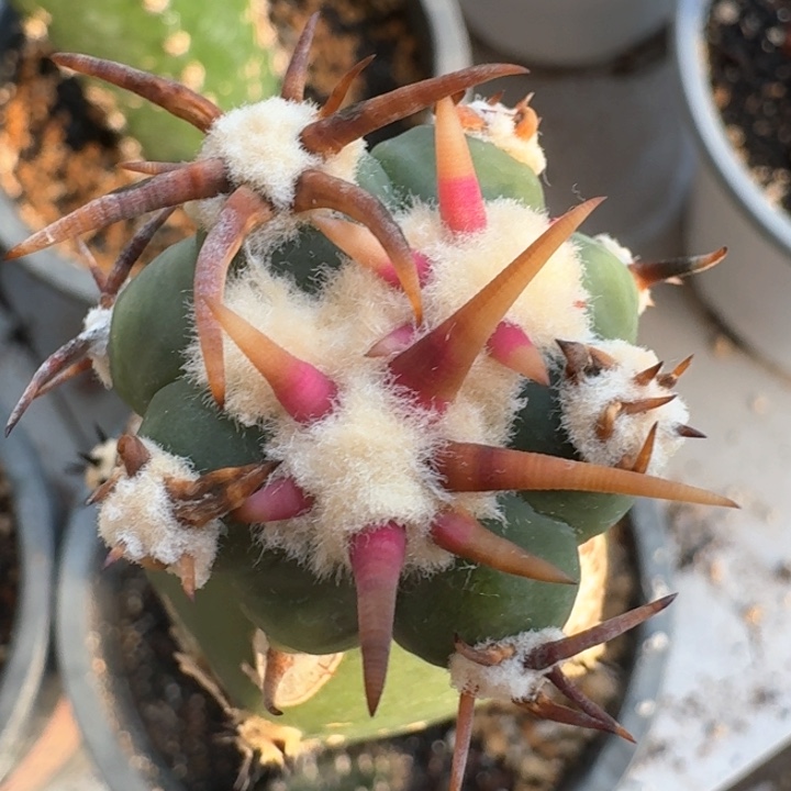 精品翠平苗接捡漏
