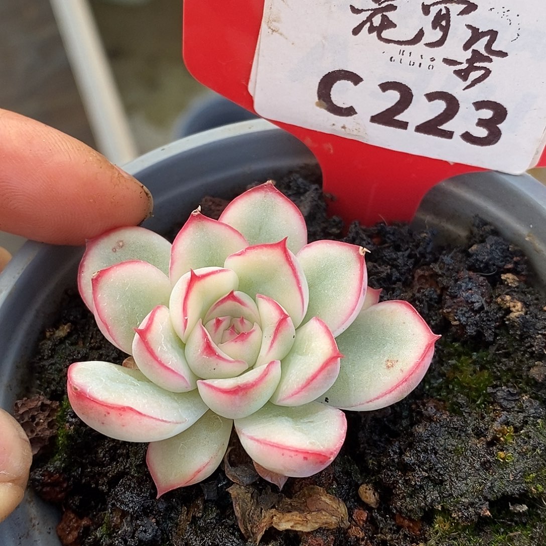 2231白荷花high哈哈哈