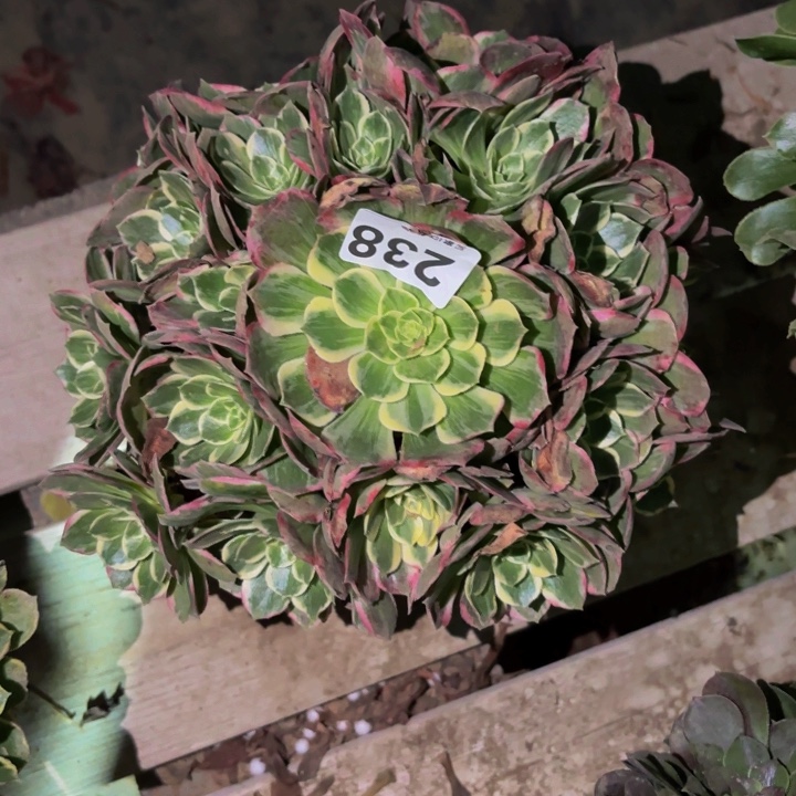 238海仙多肉植物不售后