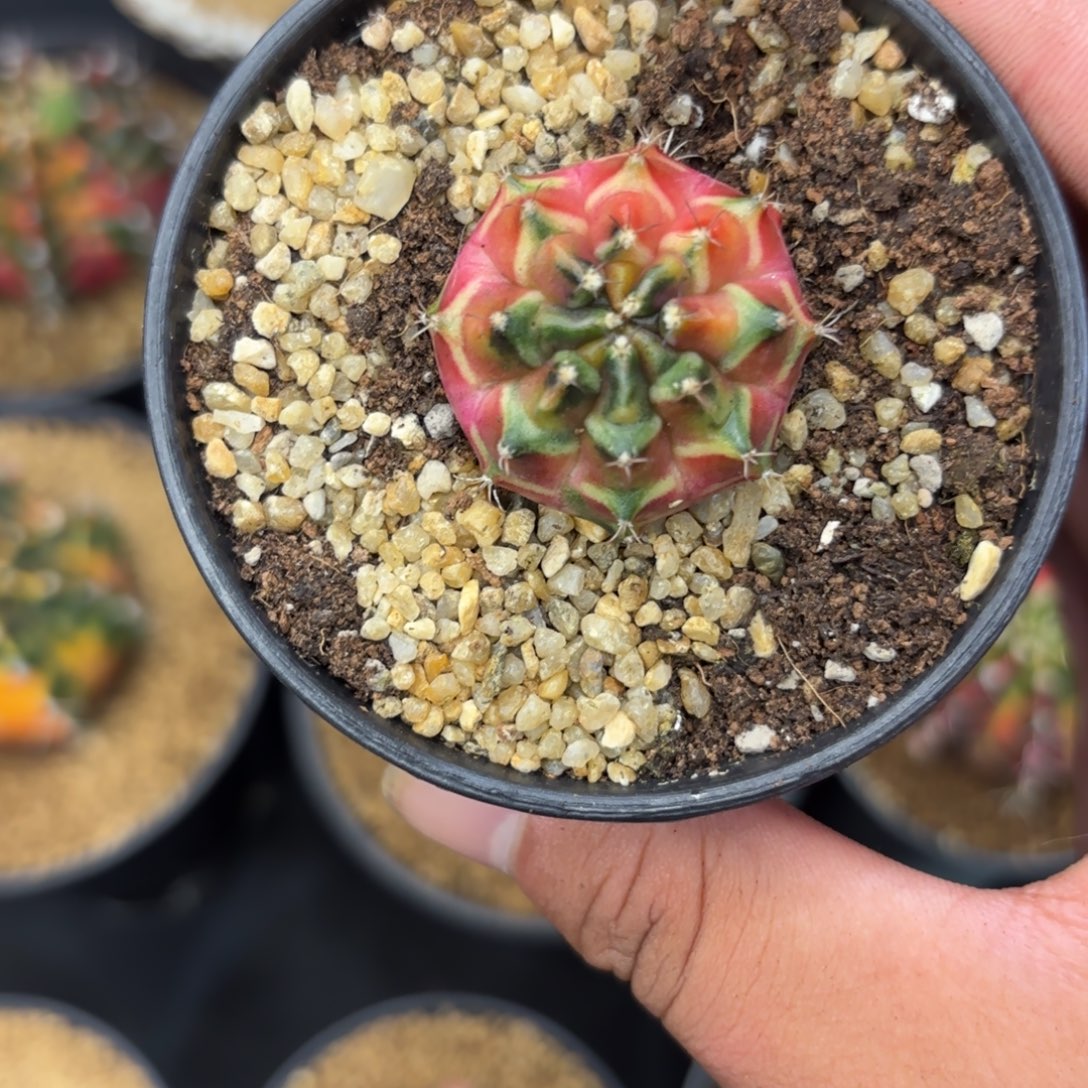 111-1226泰国发货多肉