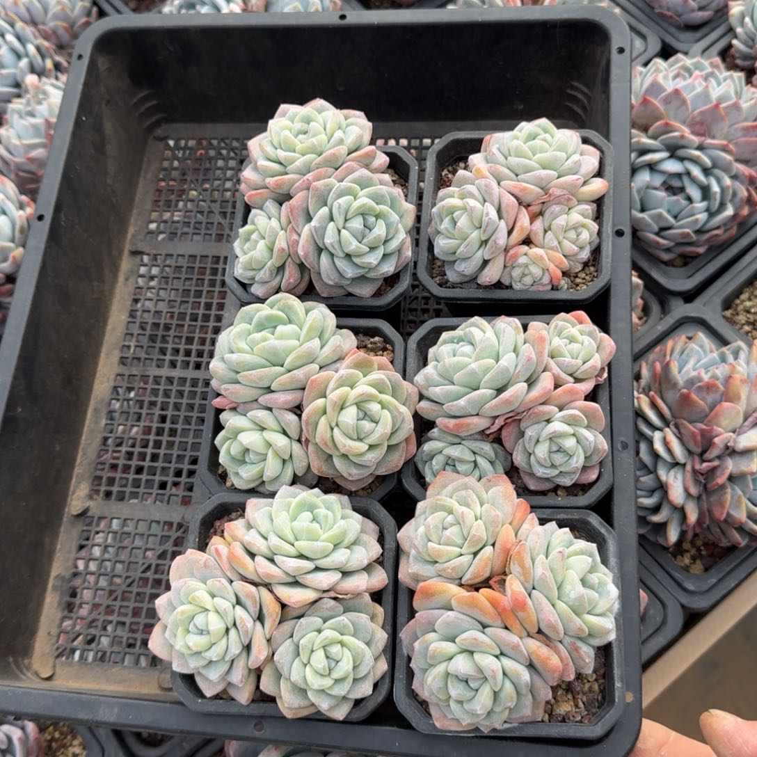 6颗一起一物一拍的