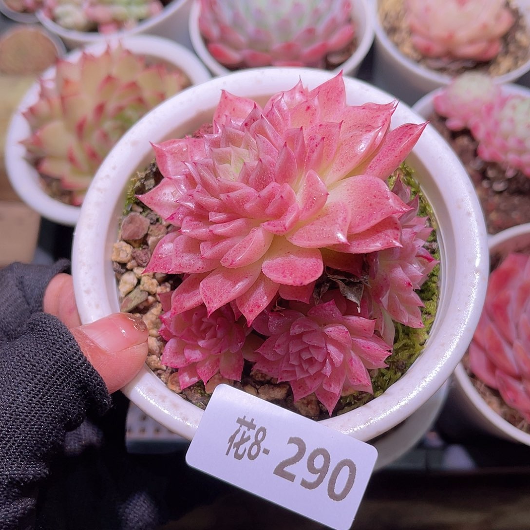 花08-290麦秆群瑕疵