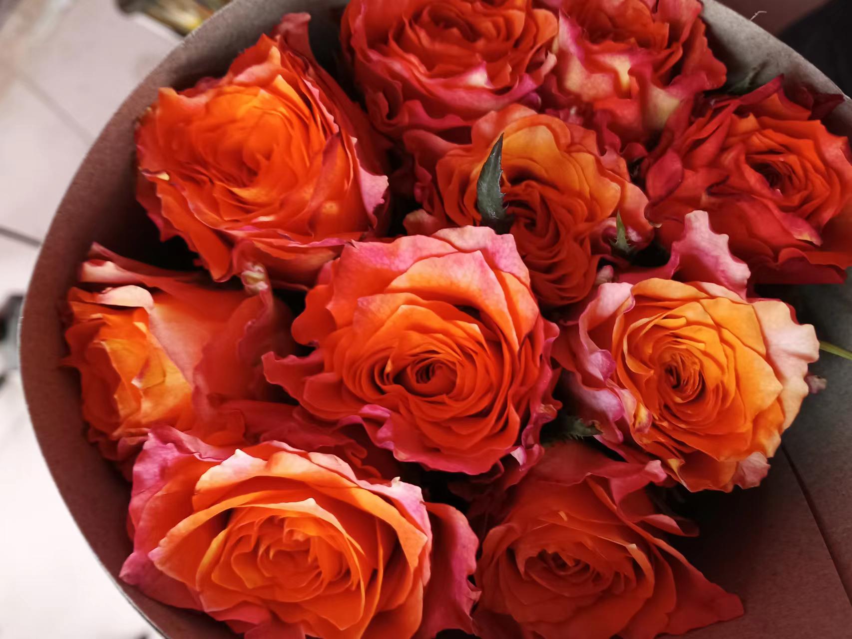 【优惠福利套餐】  套餐A06 云南基地直发 家养 水养