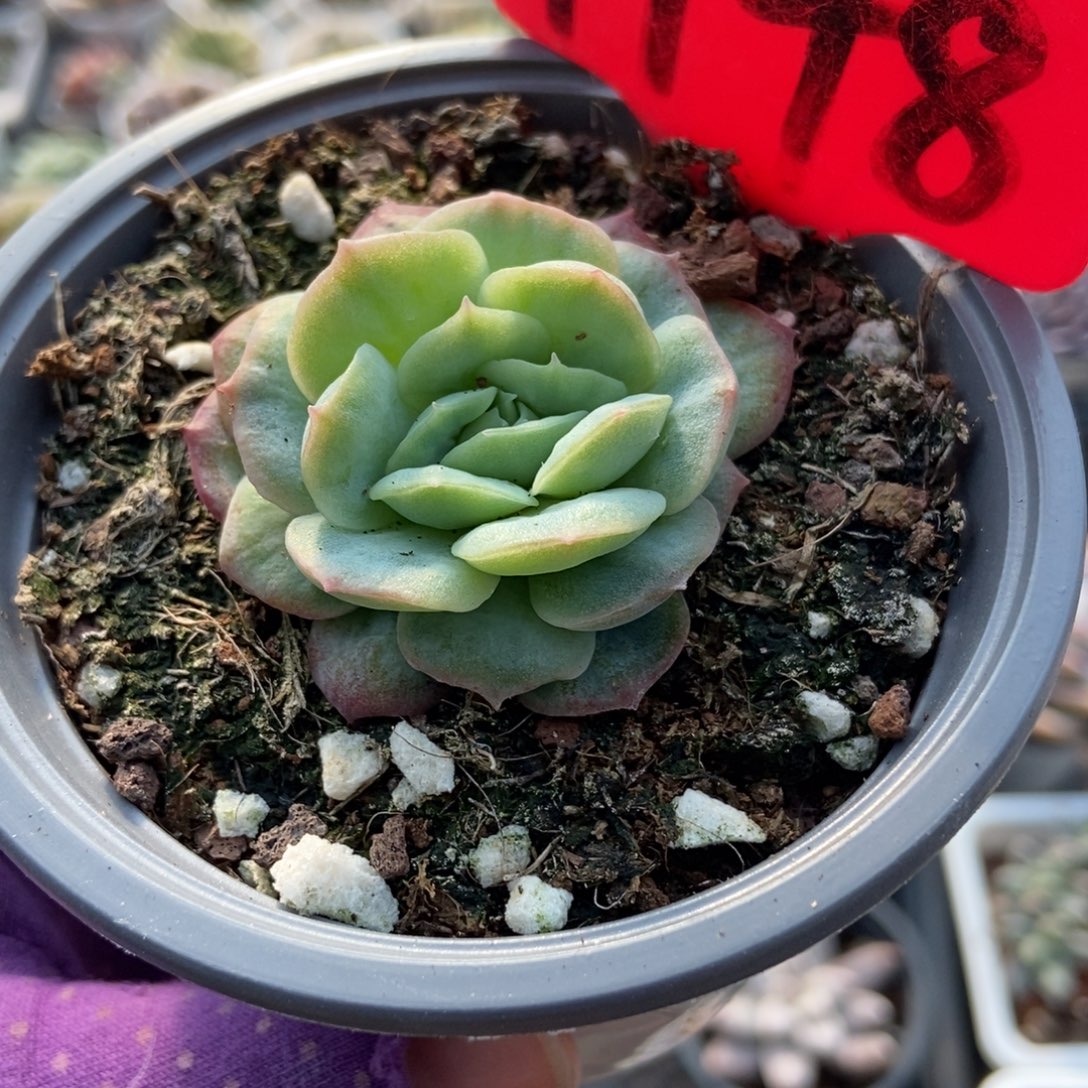 1948泡泡纱多肉植物