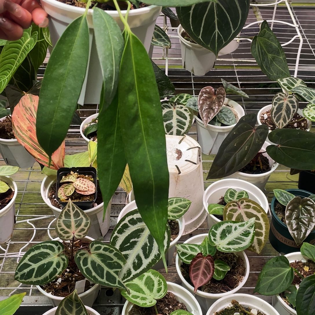 完全开放温蒂领带花烛