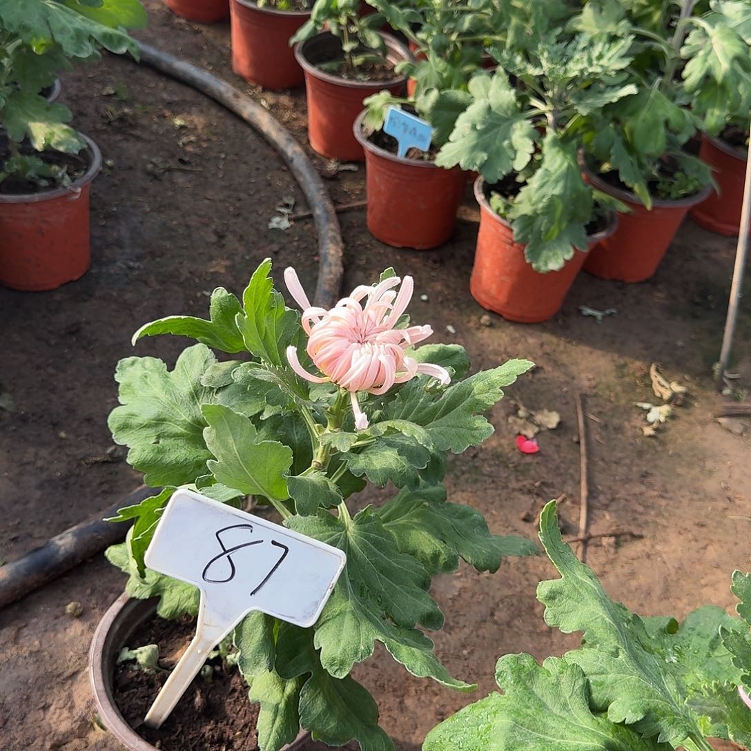 初***i大部分花苞少量开放87蟠桃