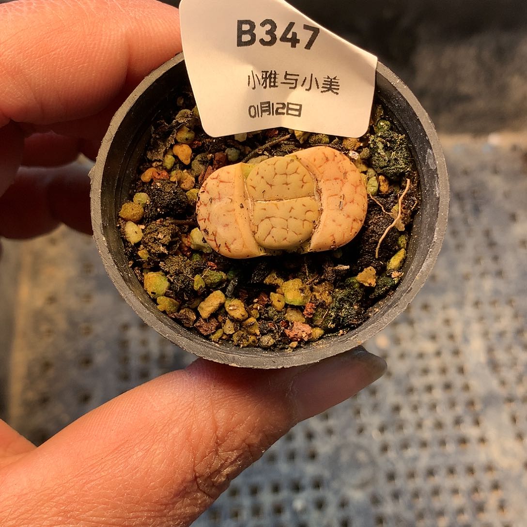 B347多肉植物保护研究所