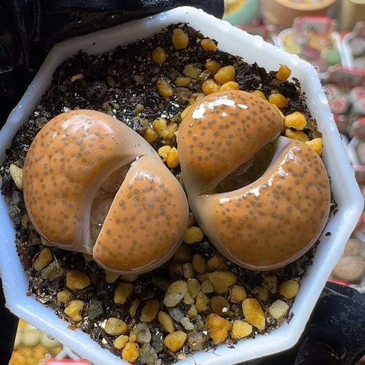 生石花23:。在。 71号