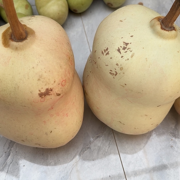 兮***兮大叶紫檀（黑酸枝木类）