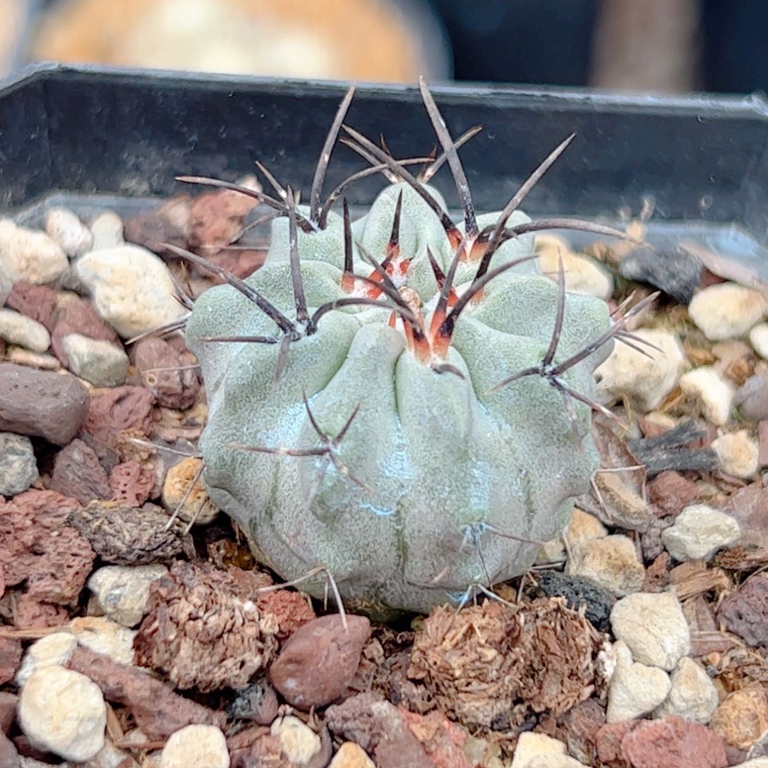 实生 白肌素妆玉仙人球