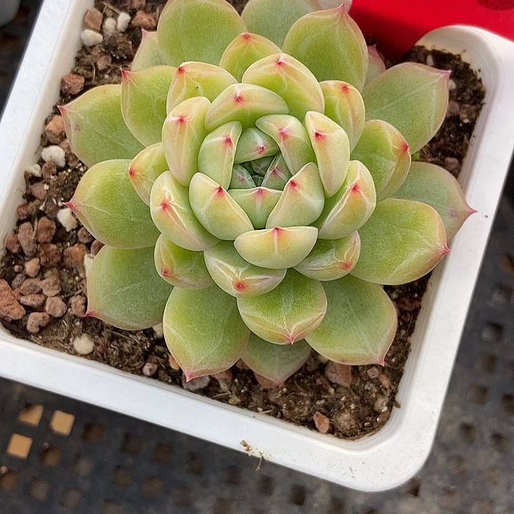 多肉植物雪花1960