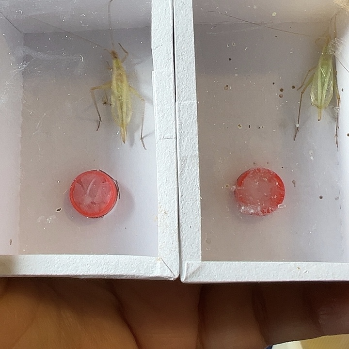 蟋蟀柬埔寨哈哈哈哈哈哈哈哈哈
