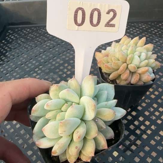 2号一物一拍多肉