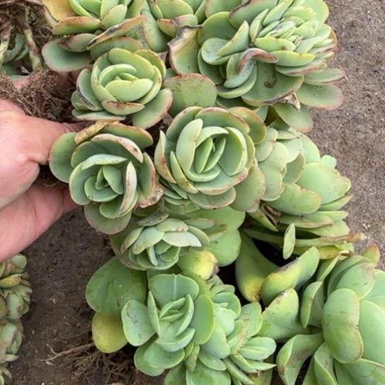 59鸡蛋碧桃多肉植物