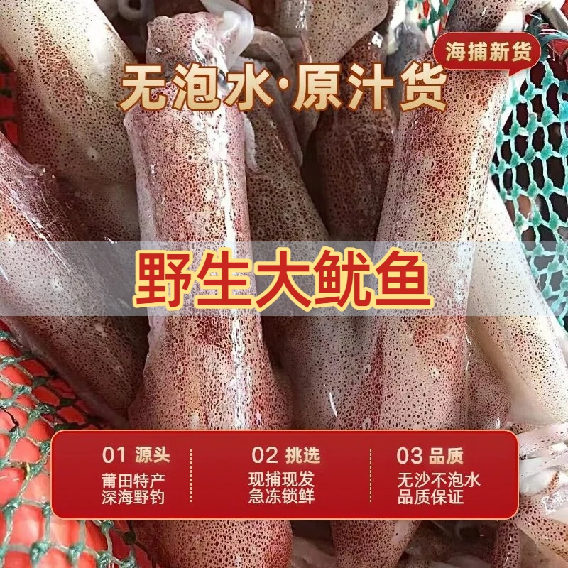 野生大鱿鱼顺丰空运 海钓鱿鱼煮好不缩水肉质紧实 还品质不泡水