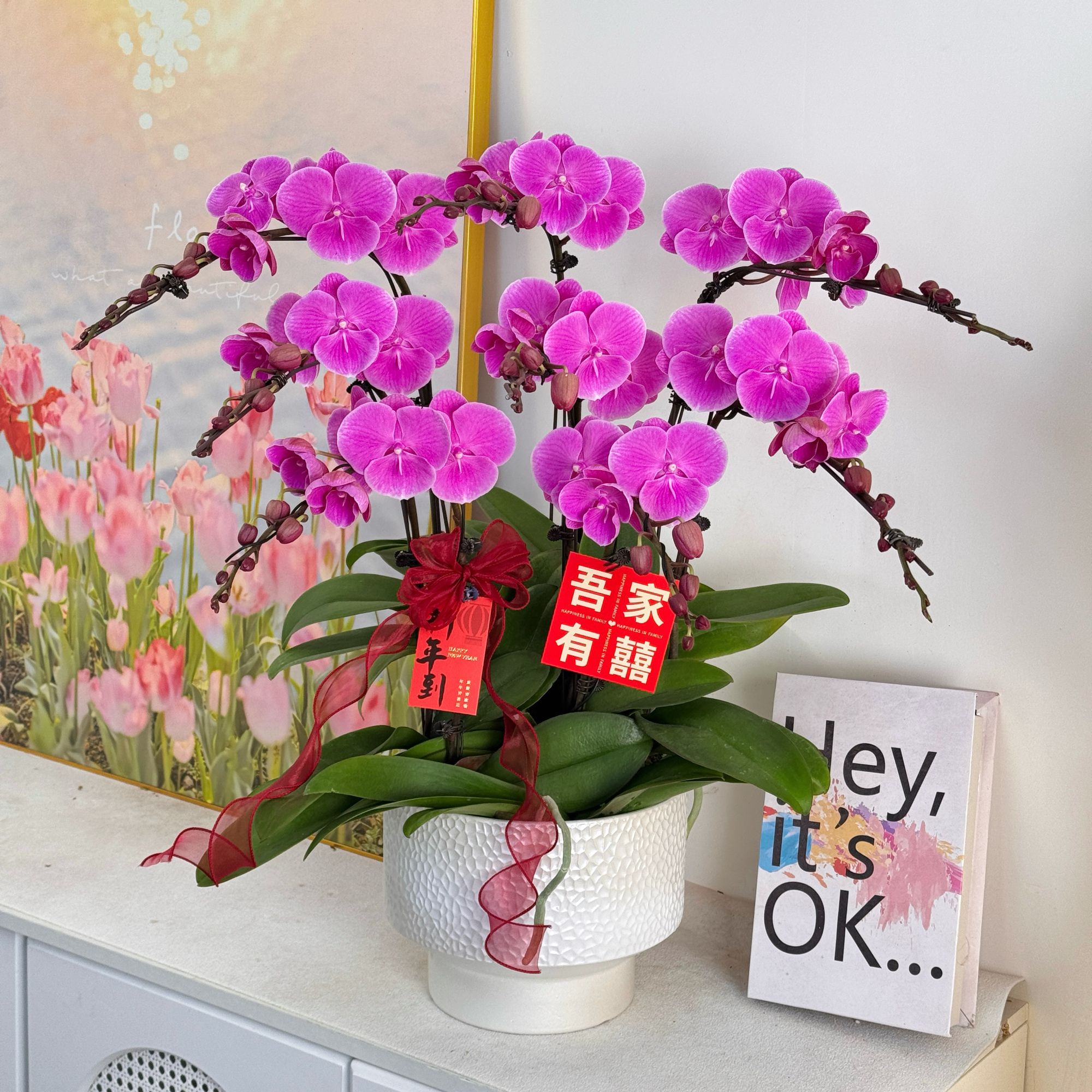 妗画【曼哈顿】半花半花苞室内蝴蝶兰花盆栽  年宵花  懒人绿植  