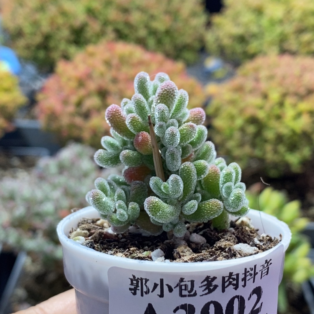 三***风实生冰晶3002枝干番杏