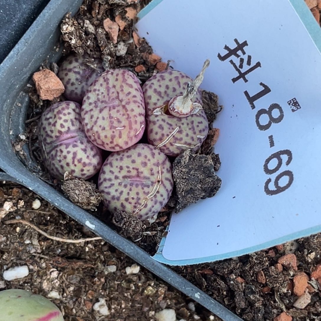 18-69彩虹安贞多肉植物