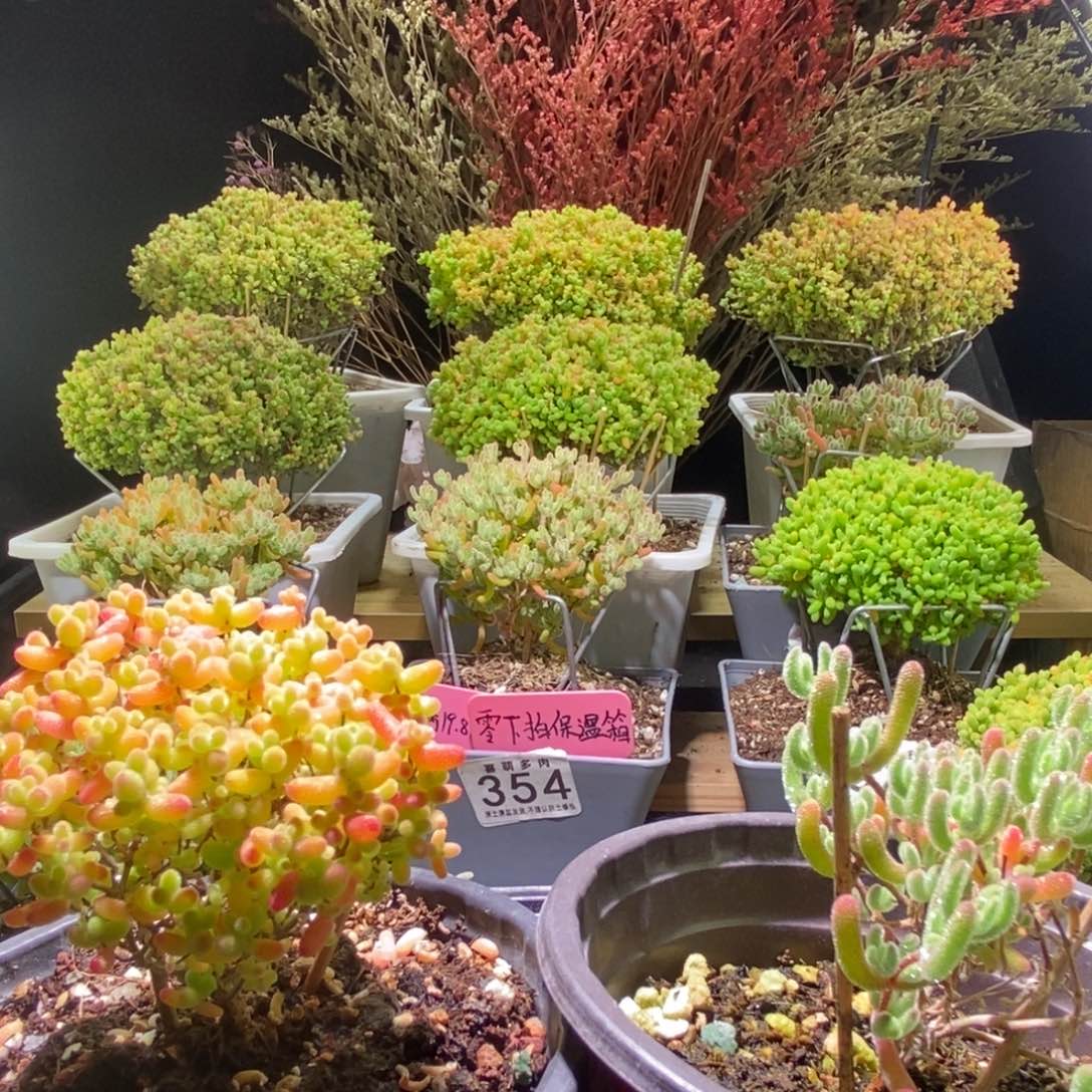 蜜桔枝干冰晶组合福利套餐860