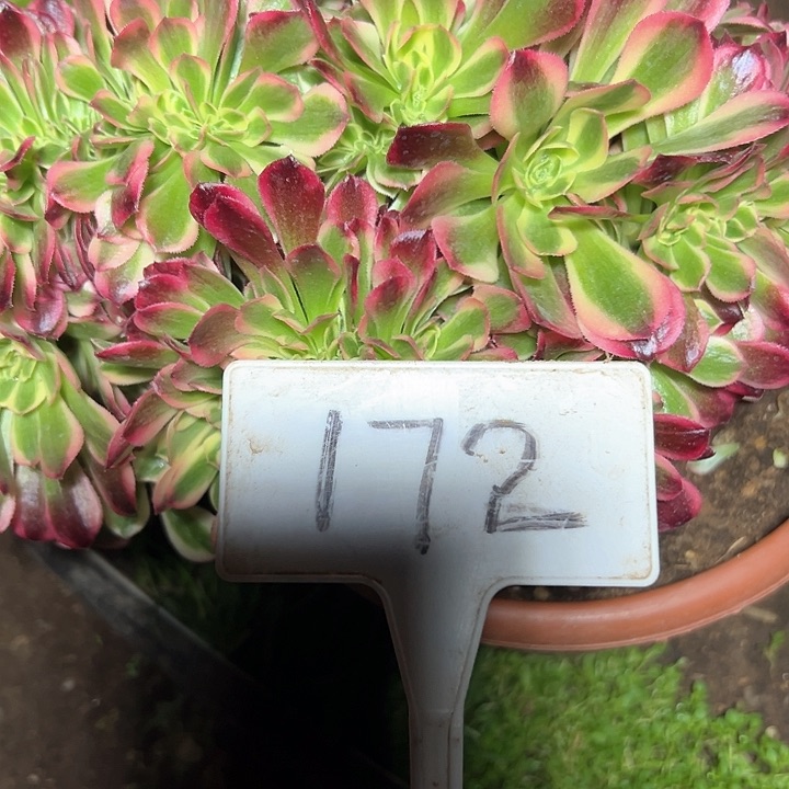 多肉植物粉女巫缀花