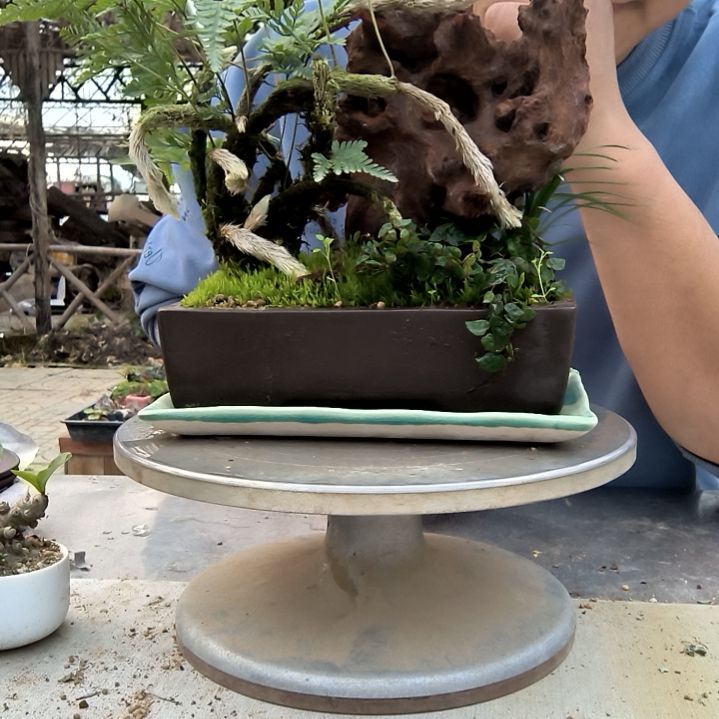 林**肥小盆景小植物一物一拍161