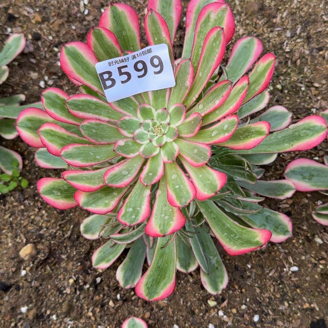 糖*?599粉铜到秋天。多肉植物