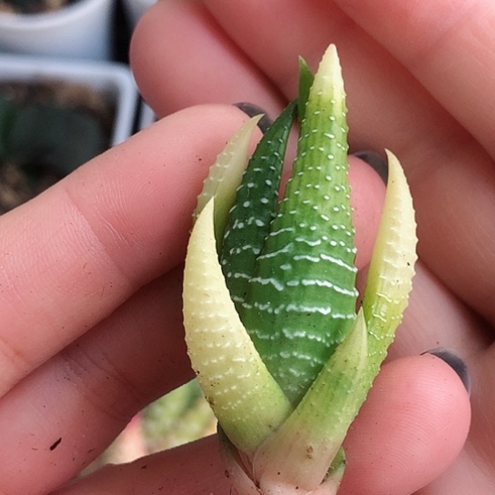 鹰爪锦侧牙无根哈哈哈哈哈