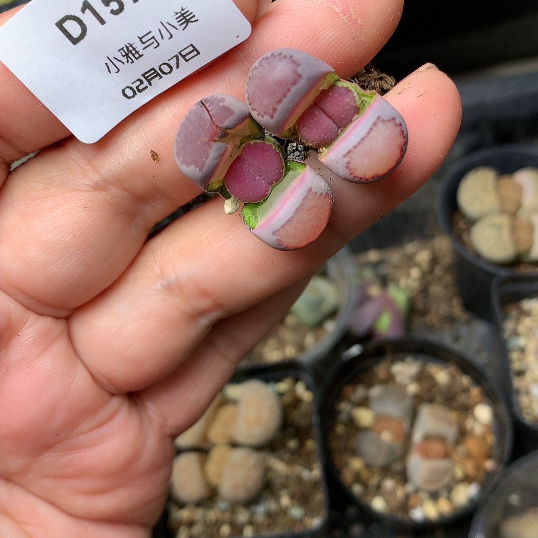 D157多肉植物保护研究所