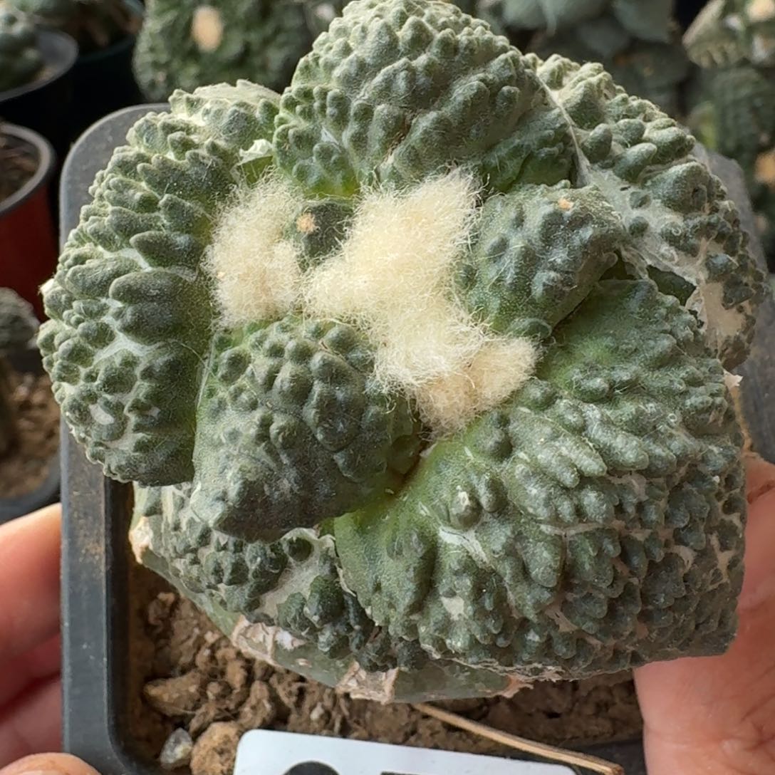 【闪购商品】丸尤哥怒859