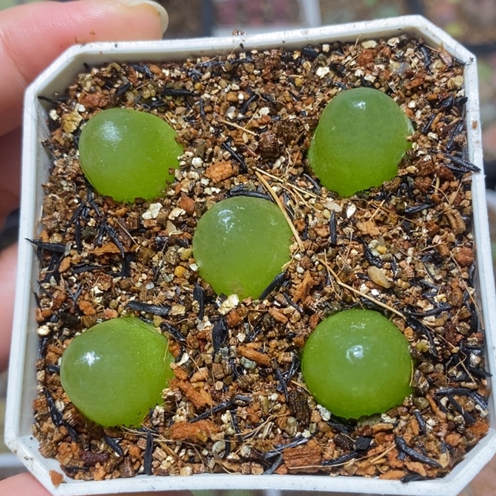 灯泡微暇1.67特价秒