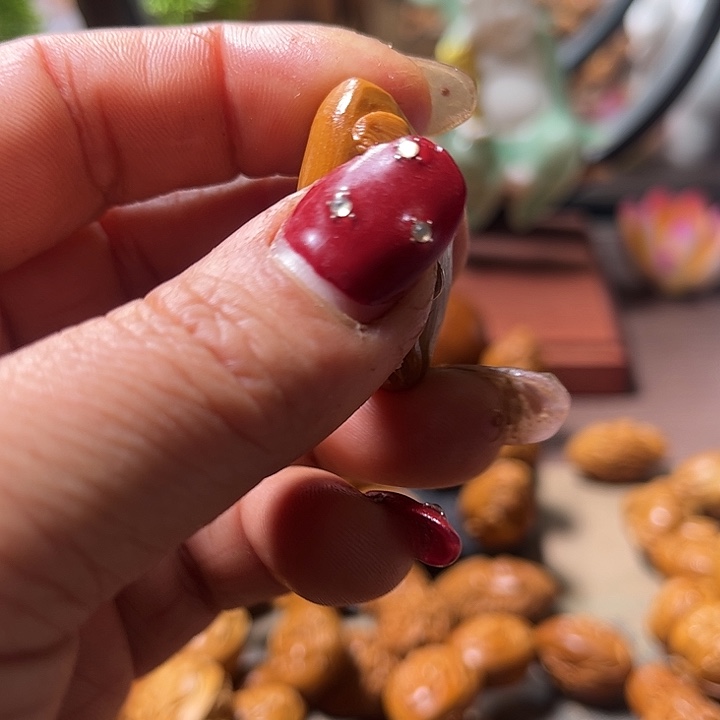 橄榄核手串/手链美背3号