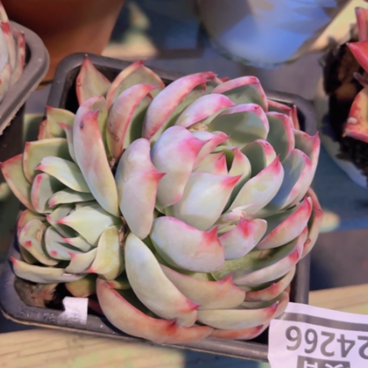 【闪购商品】惊鸿仙子24266