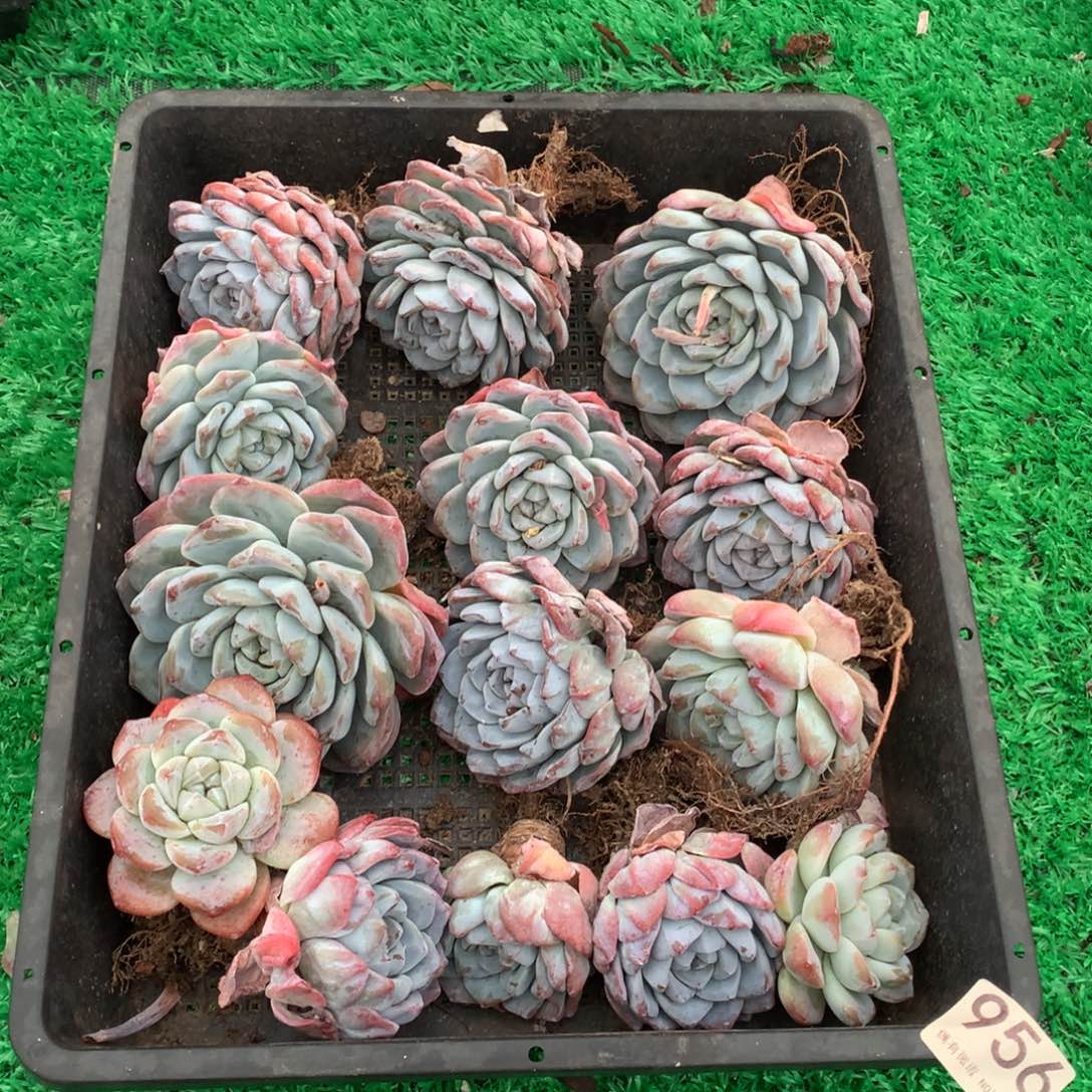 956冰玉多肉植物组合