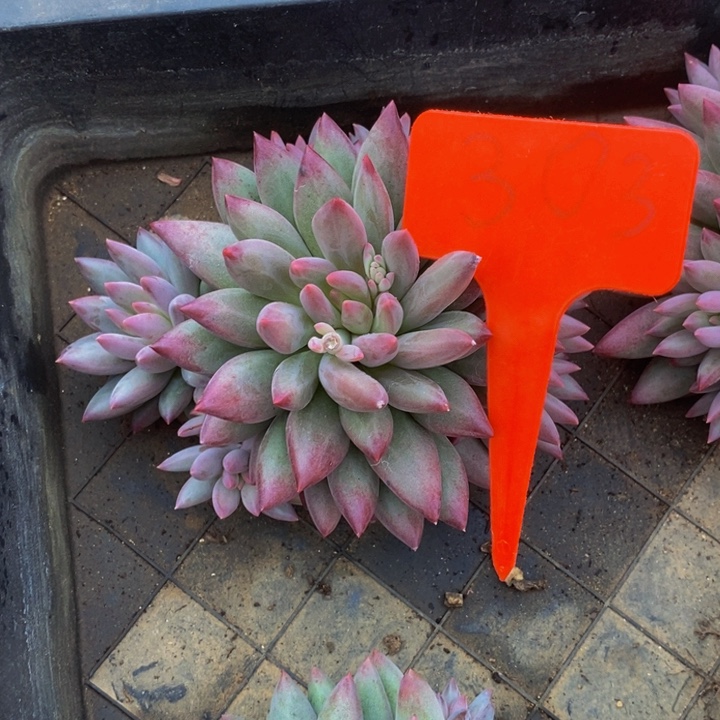 你们吃啥好吃不得我