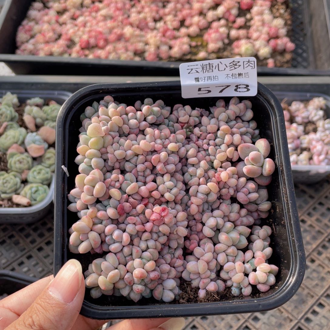 云糖心多肉植物578