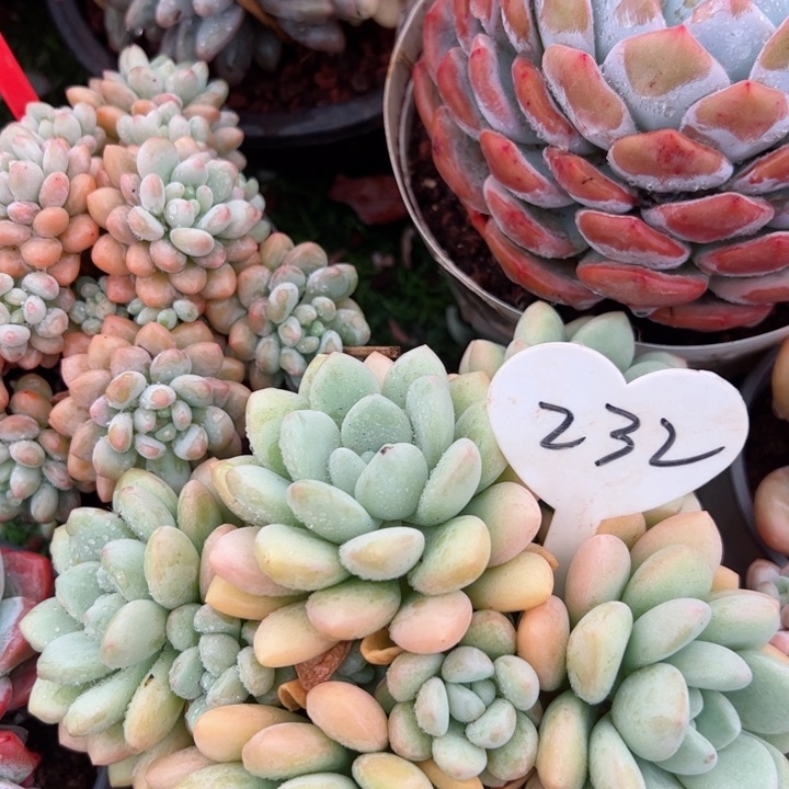 232泡泡平平安安健健康康