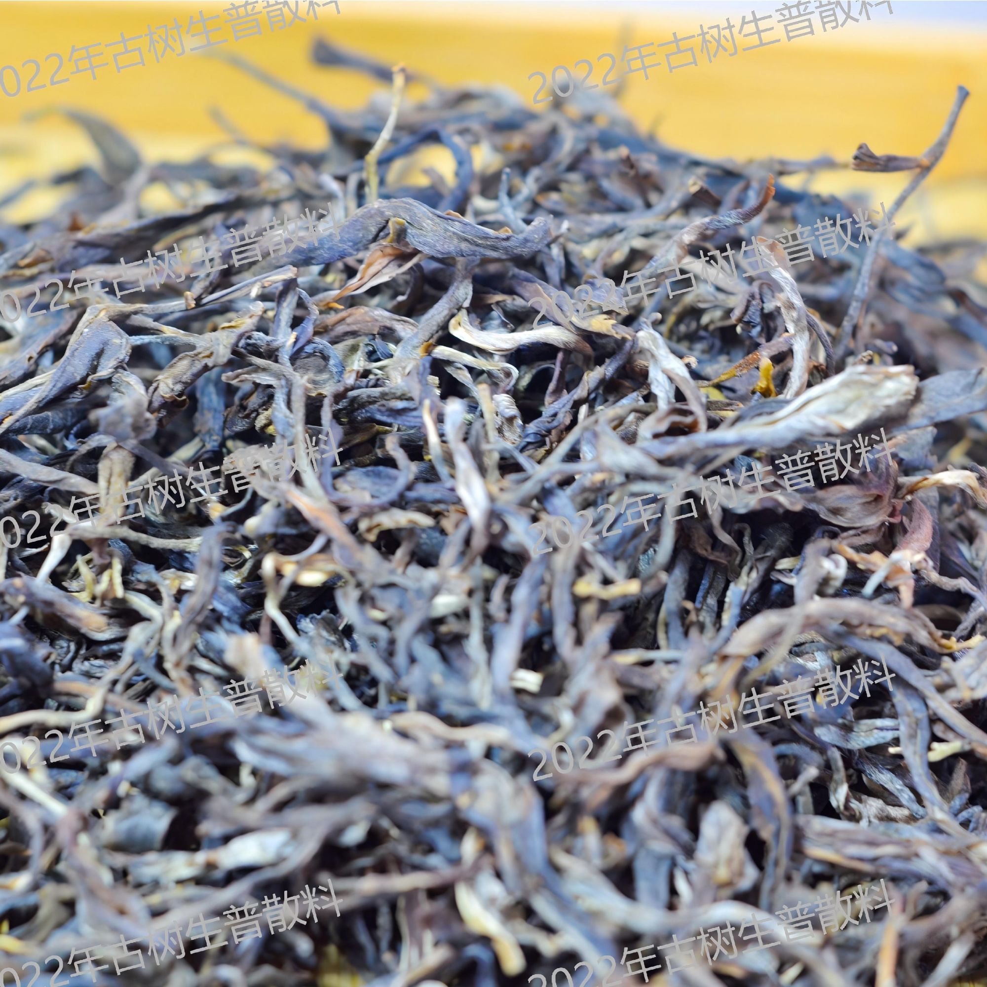头春古树春茶2022年老茶