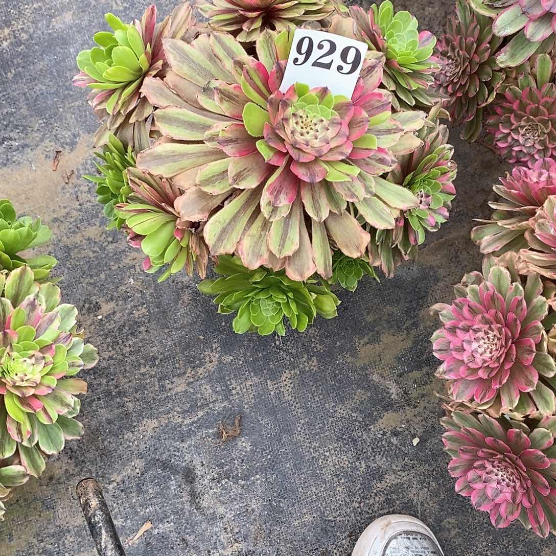 花脸粉黛929多肉法师植物