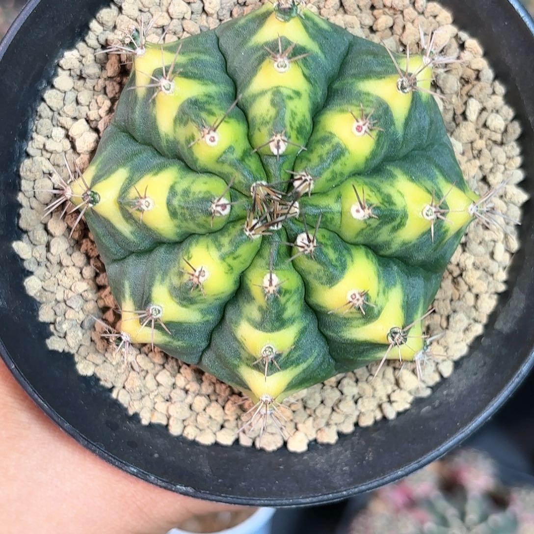 泰系实生米哈仙人球95号