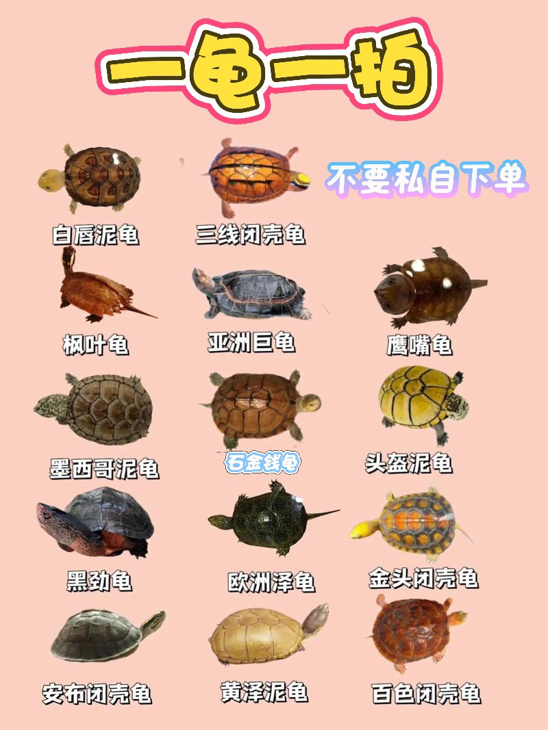 直播选龟 一龟一拍 主播叫名字再拍 不要私自下单哈谢谢